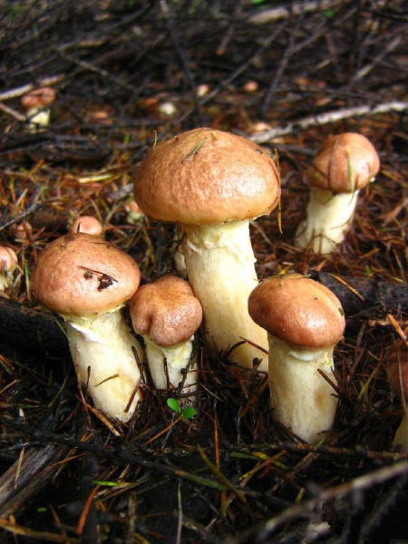 千奇百怪蘑菇特产 东北野蘑菇